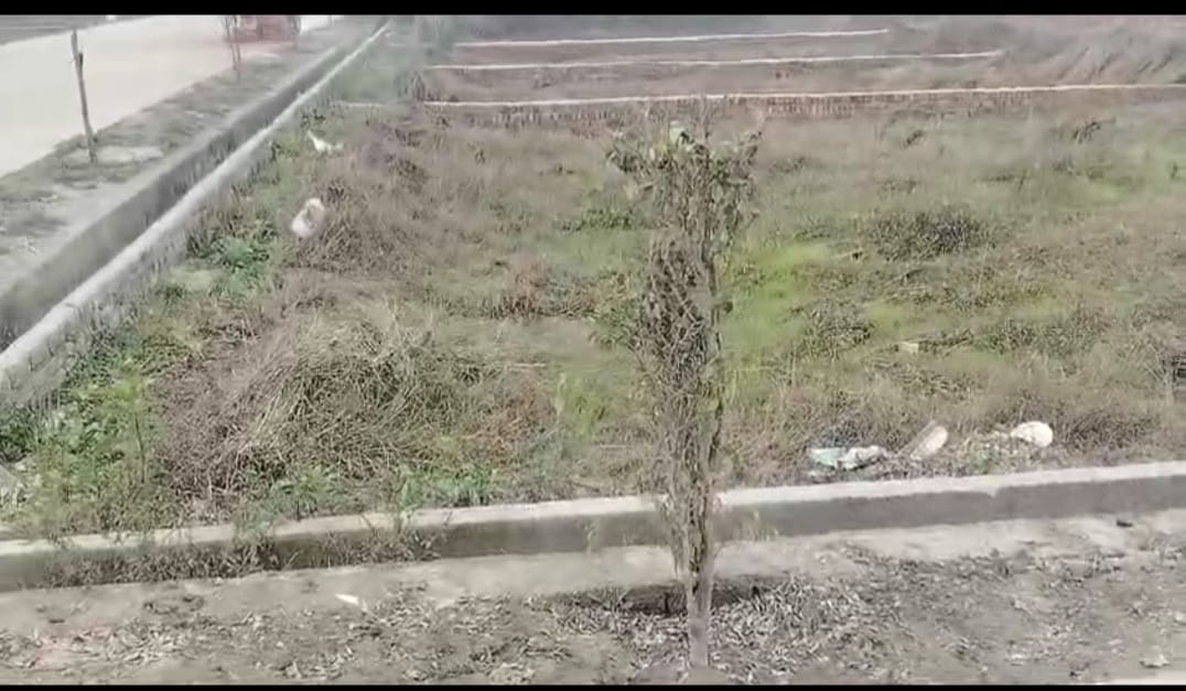 Dashmesh plot 